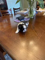 Oreo, a male Shih Tzu for sale in Mobile, AL – 3 of 8