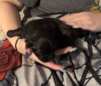 Knight, a male Shih Tzu for sale in Mobile, AL – 3 of 4