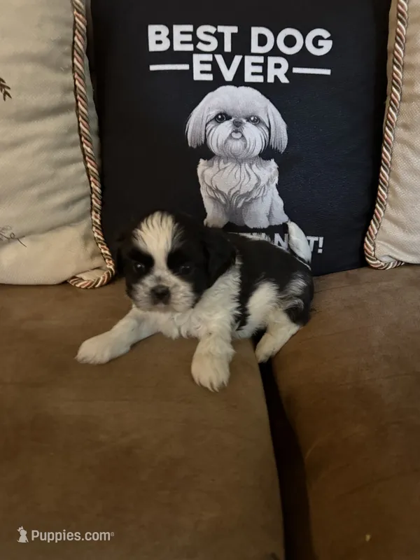 Oreo – Shih Tzu puppy for sale in Mobile, AL