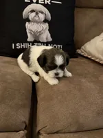 Petunia , a female Shih Tzu for sale in Mobile, AL – 5 of 6