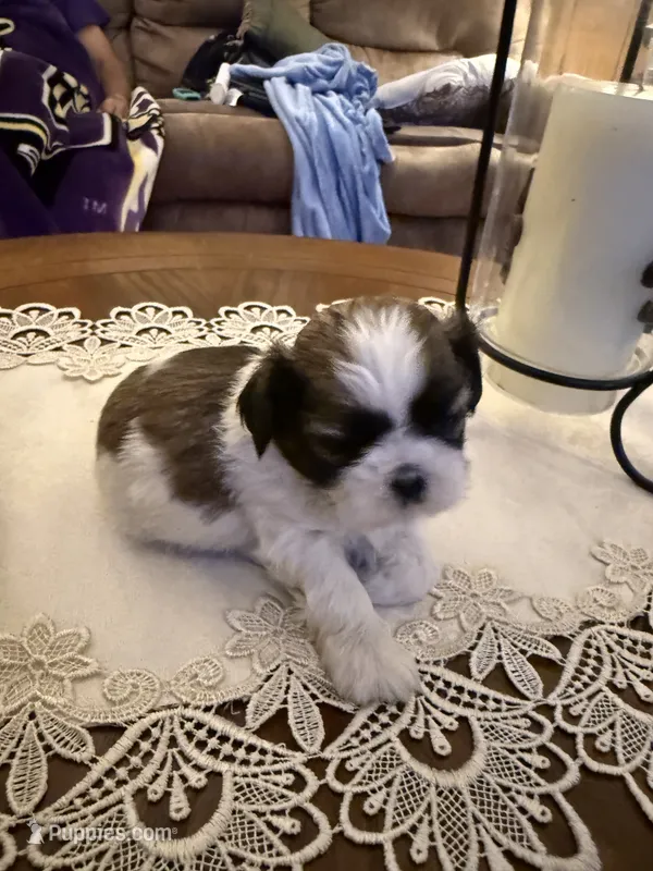 Mayor – Shih Tzu puppy for sale in Mobile, AL