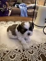Mayor, a male Shih Tzu for sale in Mobile, AL – 1 of 7