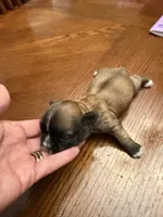 Valor, a male Shih Tzu for sale in Mobile, AL – 5 of 5