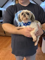 Daisy, a female Shih Tzu for sale in Mobile, AL – 2 of 10