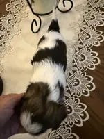 Boss, a male Shih Tzu for sale in Mobile, AL – 6 of 7