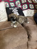 Honor, a male Shih Tzu for sale in Mobile, AL – 1 of 9