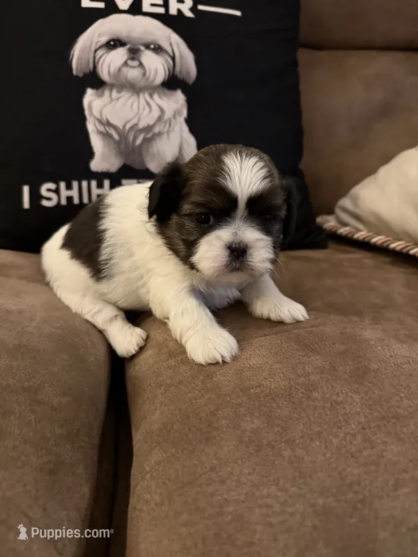 Petunia  – Shih Tzu puppy for sale in Mobile, AL