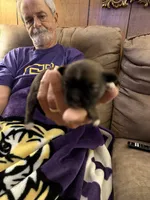 Patriot, a male Shih Tzu for sale in Mobile, AL – 10 of 10