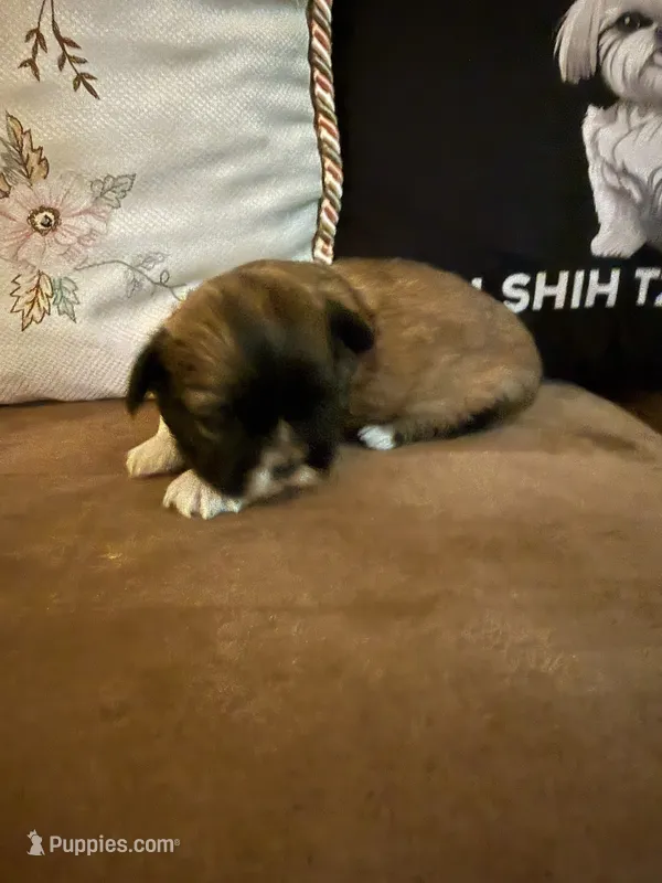Patriot – Shih Tzu puppy for sale in Mobile, AL