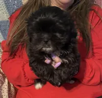 Andy, a male Shih Tzu for sale in Mobile, AL – Photo 2 of 6