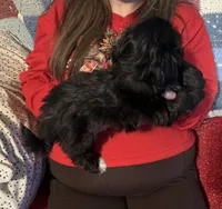 Andy, a male Shih Tzu for sale in Mobile, AL – Photo 5 of 6