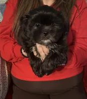 Andy, a male Shih Tzu for sale in Mobile, AL – Photo 4 of 6