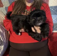 Andy, a male Shih Tzu for sale in Mobile, AL – Photo 1 of 6