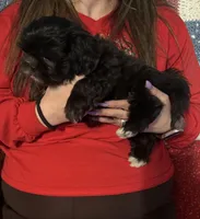 Andy, a male Shih Tzu for sale in Mobile, AL – Photo 3 of 6