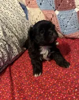 Andy, a male Shih Tzu for sale in Mobile, AL – Photo 6 of 6