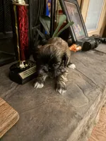 Valor, a male Shih Tzu for sale in Mobile, AL – 8 of 8