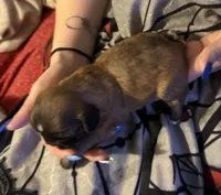 Shilo, a male Shih Tzu for sale in Mobile, AL – 4 of 5