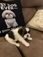 Petunia , a female Shih Tzu for sale in Mobile, AL – 6 of 6