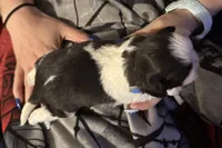 Milo, a male Shih Tzu for sale in Mobile, AL – 4 of 4