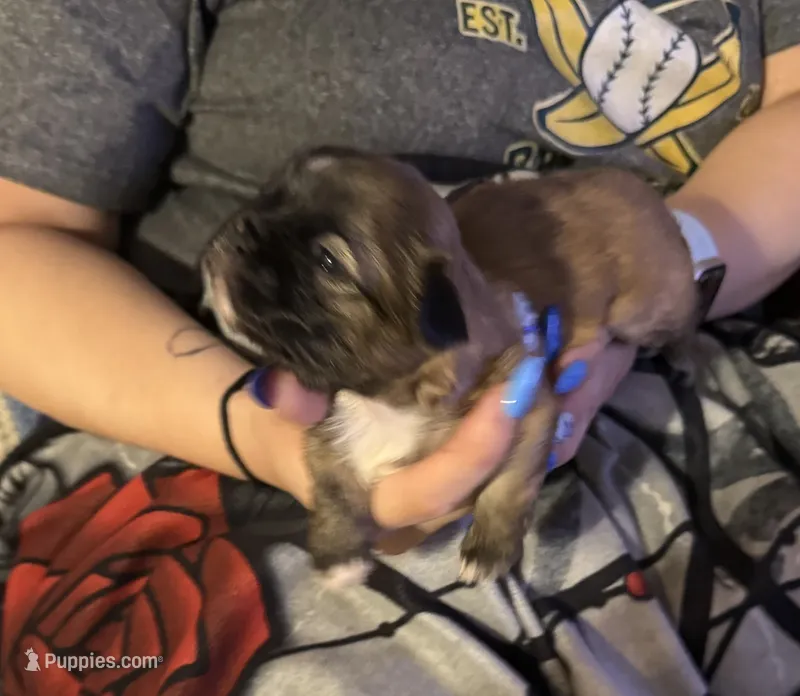 Shilo – Shih Tzu puppy for sale in Mobile, AL
