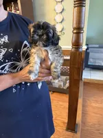 Valor, a male Shih Tzu for sale in Mobile, AL – 2 of 8