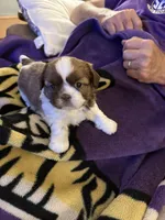 Lola, a female Shih Tzu for sale in Mobile, AL – Photo 1 of 8