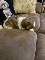 Lola, a female Shih Tzu for sale in Mobile, AL – Photo 7 of 8