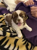 Lola, a female Shih Tzu for sale in Mobile, AL – Photo 8 of 8