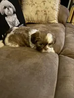 Lola, a female Shih Tzu for sale in Mobile, AL – Photo 8 of 8