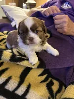 Lola, a female Shih Tzu for sale in Mobile, AL – Photo 7 of 8