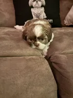 Lola, a female Shih Tzu for sale in Mobile, AL – Photo 4 of 8