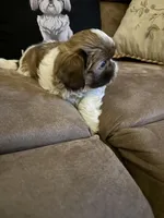 Lola, a female Shih Tzu for sale in Mobile, AL – Photo 2 of 8