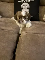 Lola, a female Shih Tzu for sale in Mobile, AL – Photo 5 of 8