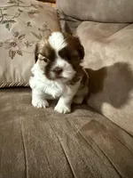 Lola, a female Shih Tzu for sale in Mobile, AL – Photo 6 of 8