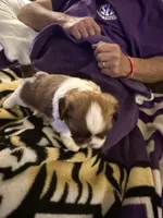 Lola, a female Shih Tzu for sale in Mobile, AL – Photo 4 of 8