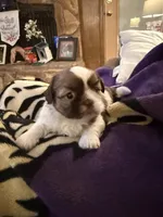 Lola, a female Shih Tzu for sale in Mobile, AL – Photo 3 of 8