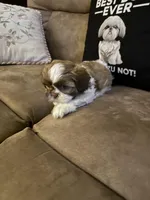 Lola, a female Shih Tzu for sale in Mobile, AL – Photo 3 of 8