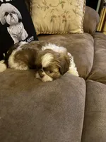 Lola, a female Shih Tzu for sale in Mobile, AL – Photo 6 of 8