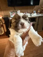 Lola, a female Shih Tzu for sale in Mobile, AL – Photo 2 of 8