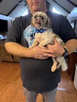 Daisy, a female Shih Tzu for sale in Mobile, AL – 9 of 10