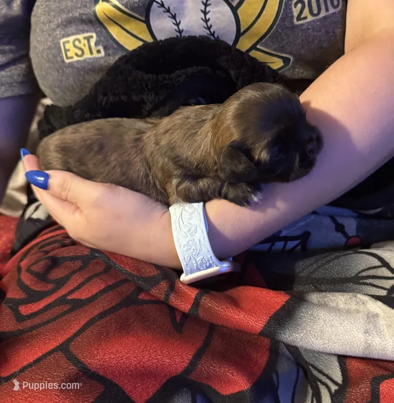 Lollipop – Shih Tzu puppy for sale in Mobile, AL