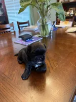 Bear, a male Shih Tzu for sale in Mobile, AL – 3 of 5