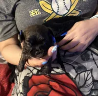 Lollipop, a female Shih Tzu for sale in Mobile, AL – 7 of 7