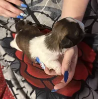 Molly, a female Shih Tzu for sale in Mobile, AL – 4 of 7