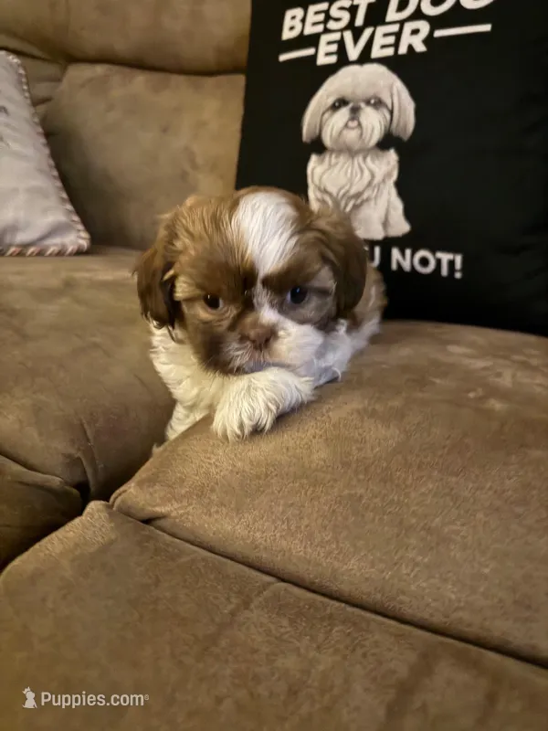 Lola – Shih Tzu puppy for sale in Mobile, AL