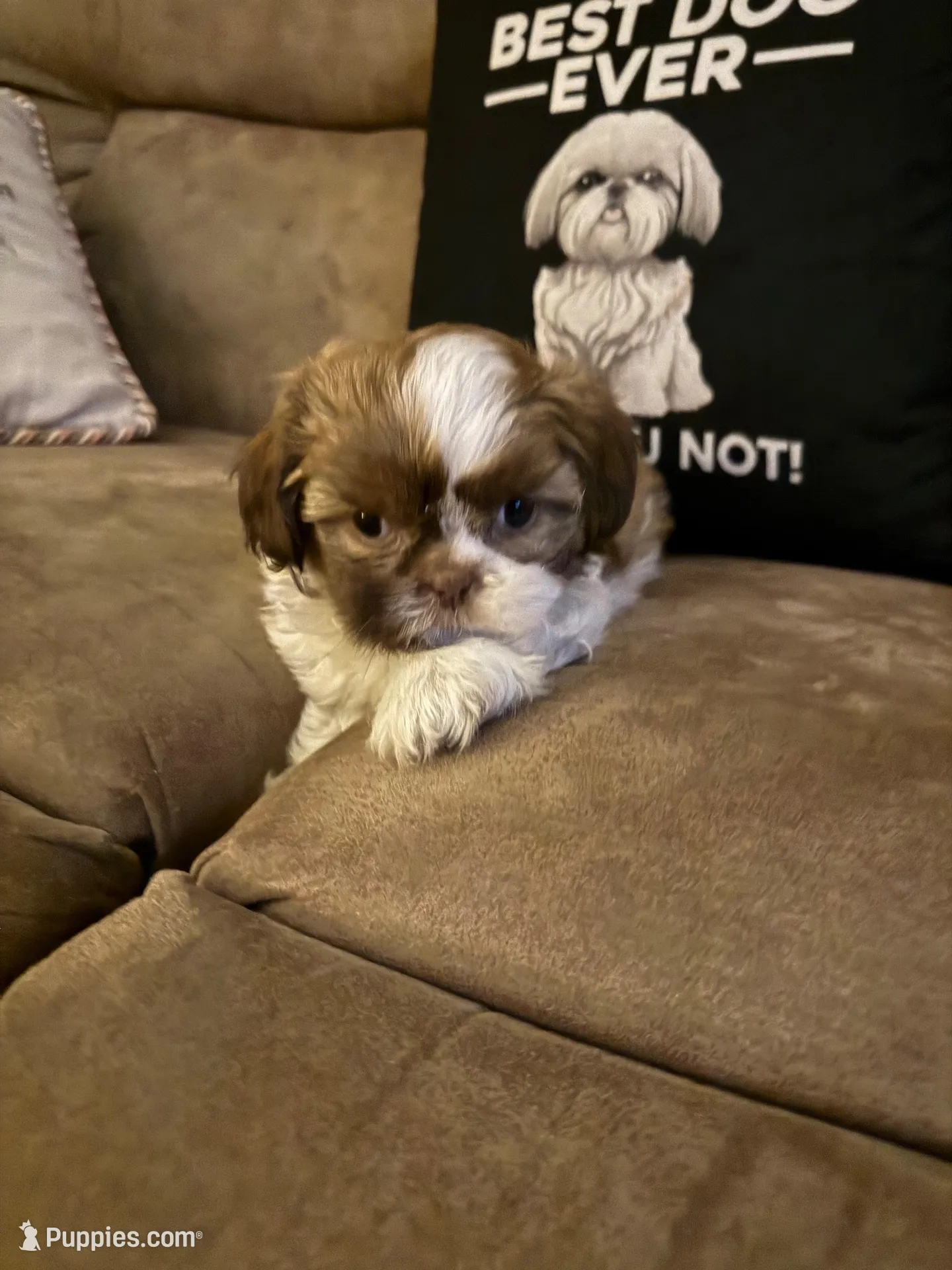Lola, a female Shih Tzu for sale in Mobile, AL – Photo 1 of 8