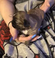 Shilo, a male Shih Tzu for sale in Mobile, AL – 3 of 5
