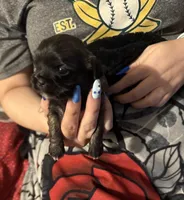 Lollipop, a female Shih Tzu for sale in Mobile, AL – 1 of 7