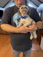 Daisy, a female Shih Tzu for sale in Mobile, AL – 8 of 10