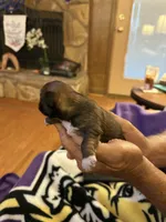 Patriot, a male Shih Tzu for sale in Mobile, AL – 9 of 10